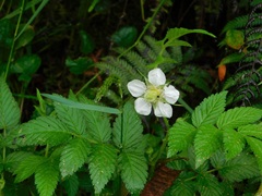 Rubus rosifolius