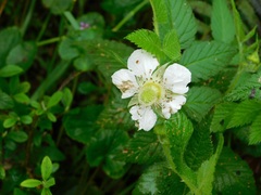 Rubus rosifolius