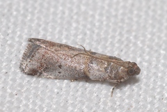 Acrobasis fallouella