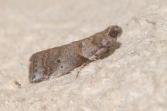 Acrobasis fallouella