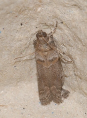 Acrobasis fallouella