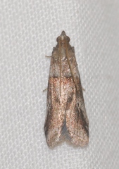 Acrobasis bithynella