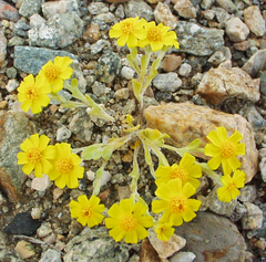 Eriophyllum