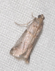 Acrobasis fallouella