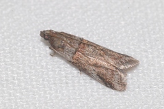Acrobasis bithynella