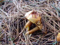 Chalciporus piperatus