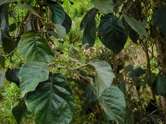 Solanum asperolanatum