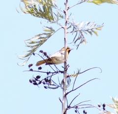 Icterus bullockii