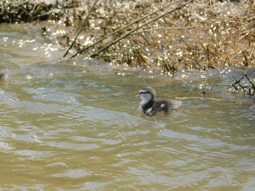 Canard à collier noir