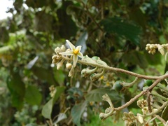 Solanum asperolanatum