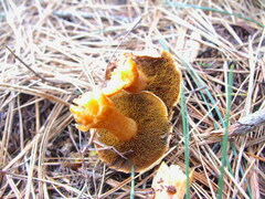 Chalciporus piperatus