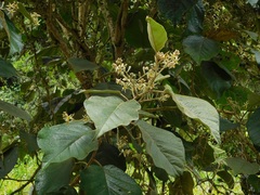Solanum asperolanatum
