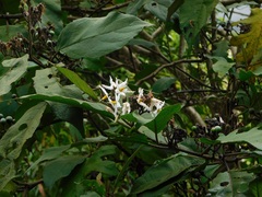 Solanum torvum