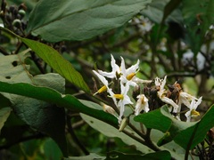 Solanum torvum