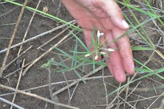 Talinum polygaloides