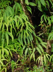 Sticherus rubiginosus