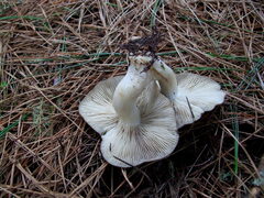 Lyophyllum