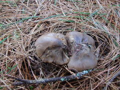 Lyophyllum