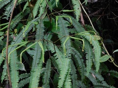 Sticherus rubiginosus