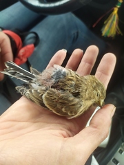 Linaria flavirostris