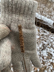 Agastache nepetoides