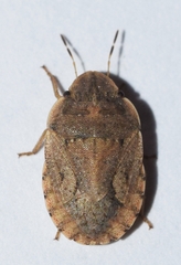 Sciocoris helferii