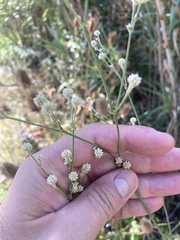 Pfaffia glomerata