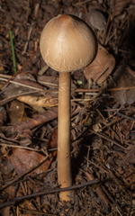 Macrolepiota capelariae