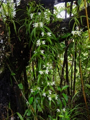 Maxillaria lutescens