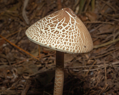 Macrolepiota capelariae