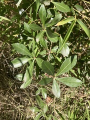 Cissus striata