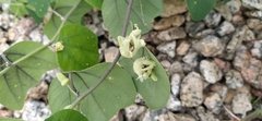 Decaloba