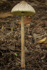 Macrolepiota capelariae