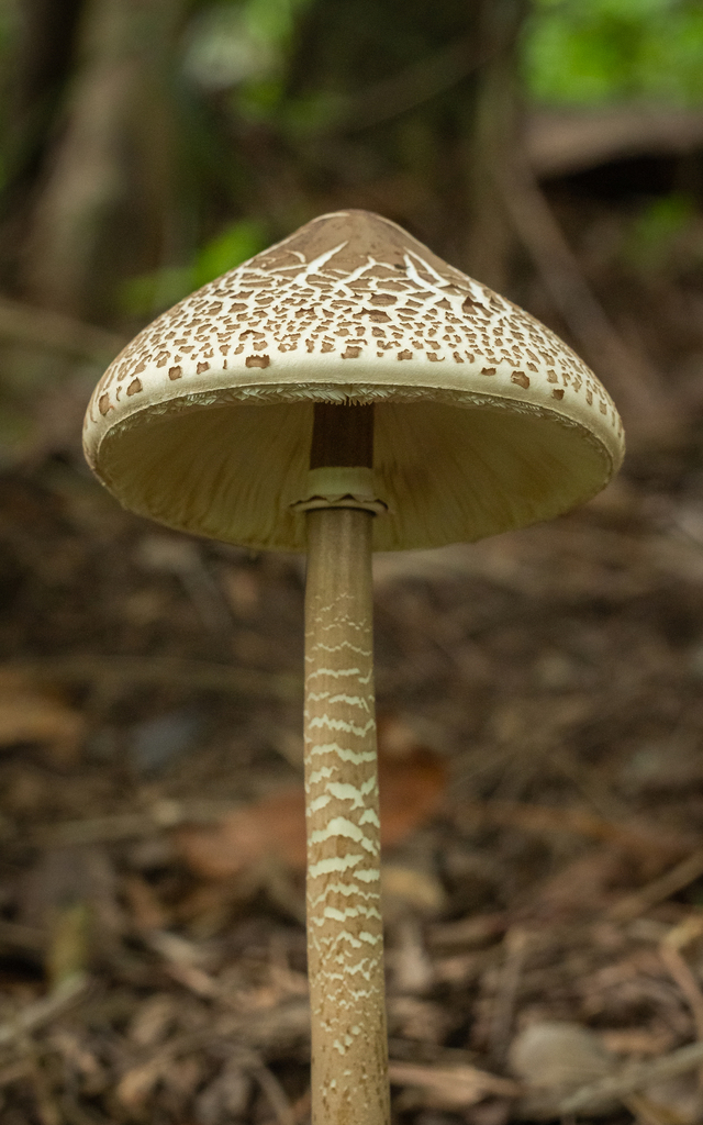 Macrolepiota capelariae · January 2023 · photo: © deniszabin (iNaturalist, cc-by)