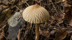 Macrolepiota capelariae