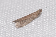 Ephestia woodiella
