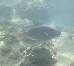 Chlorurus perspicillatus