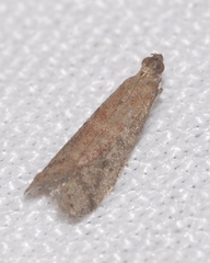 Ephestia woodiella