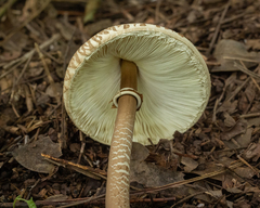 Macrolepiota capelariae