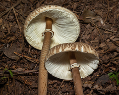 Macrolepiota capelariae