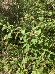 Varronia dichotoma