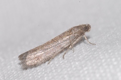 Cadra figulilella