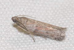 Cadra figulilella