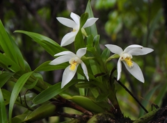 Maxillaria lutescens