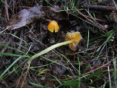 Gliophorus