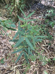 Senna corymbosa