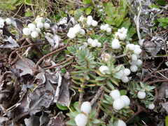 Pimelea prostrata ventosa