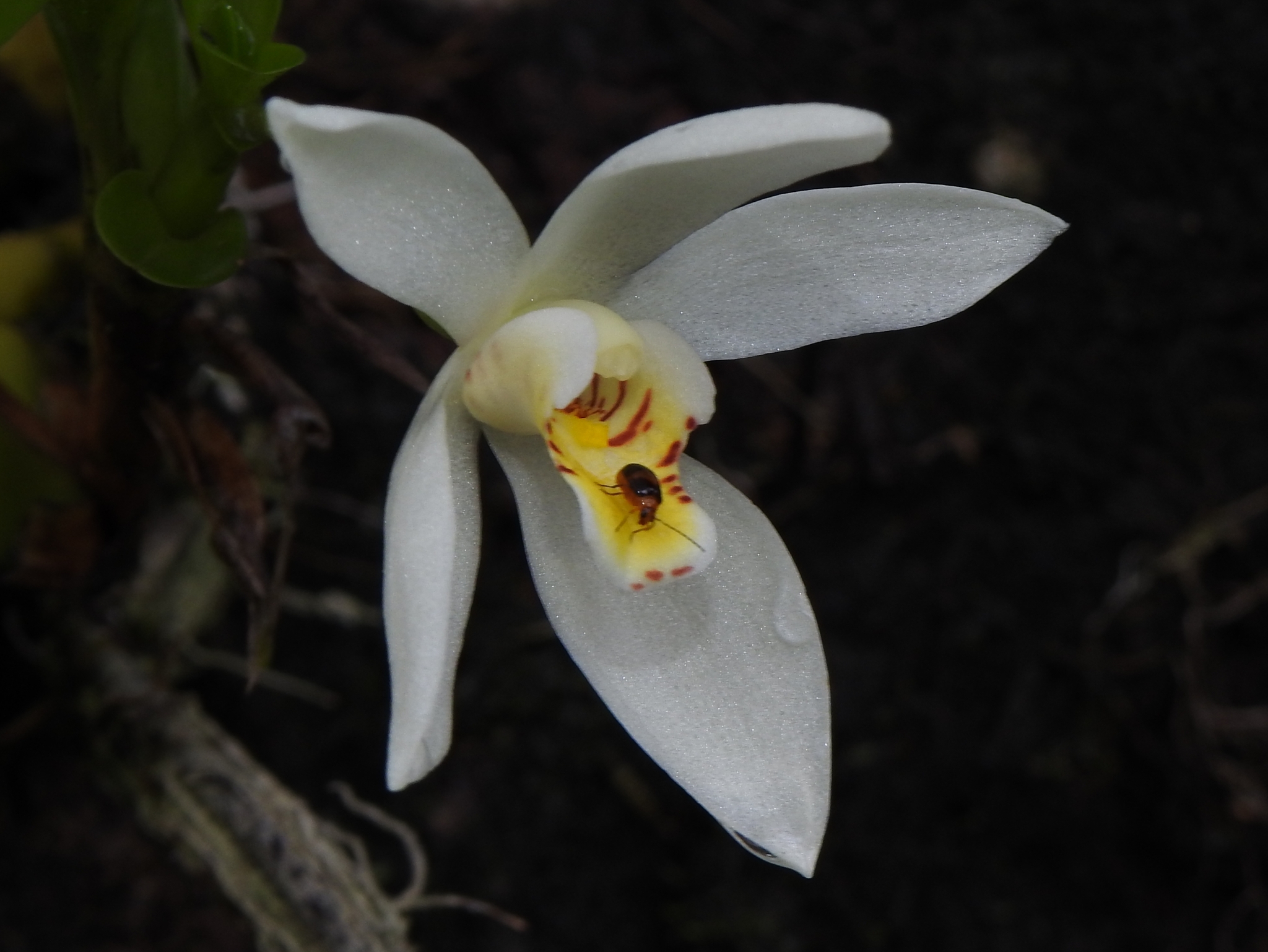 Imagem de Orquídea-amarela