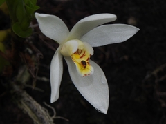 Maxillaria lutescens