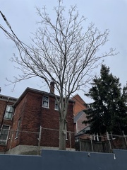 Ailanthus altissima